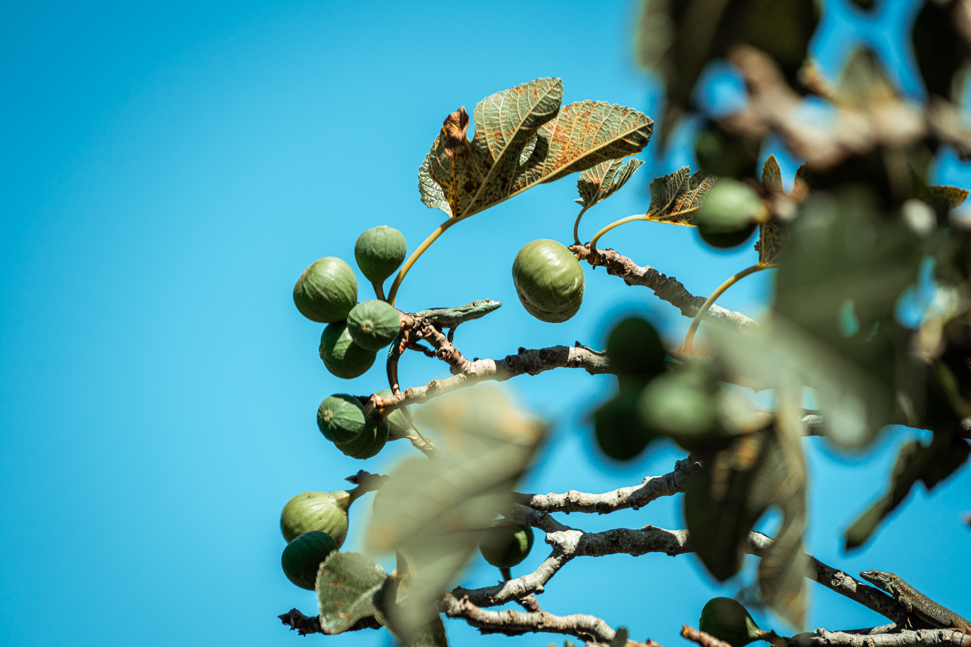 Madeiran wall lizard (Teira dugesii) in a fig tree - Madeira
