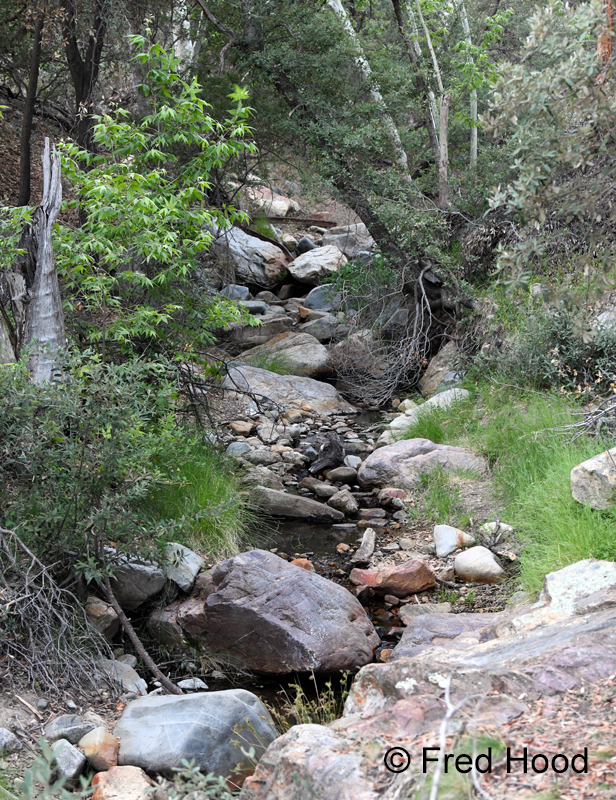 Madera Canyon, Arizona