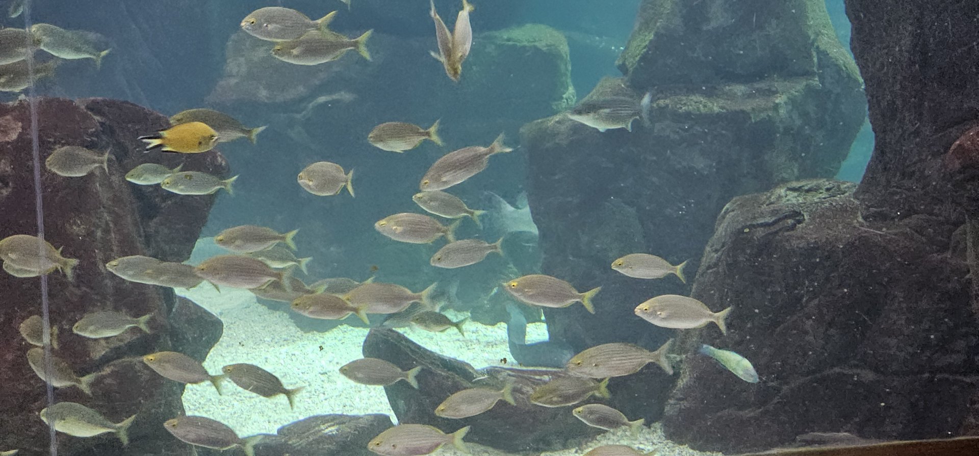 Maderia aquarium main tank