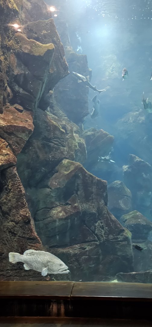 Maderia aquarium main tank