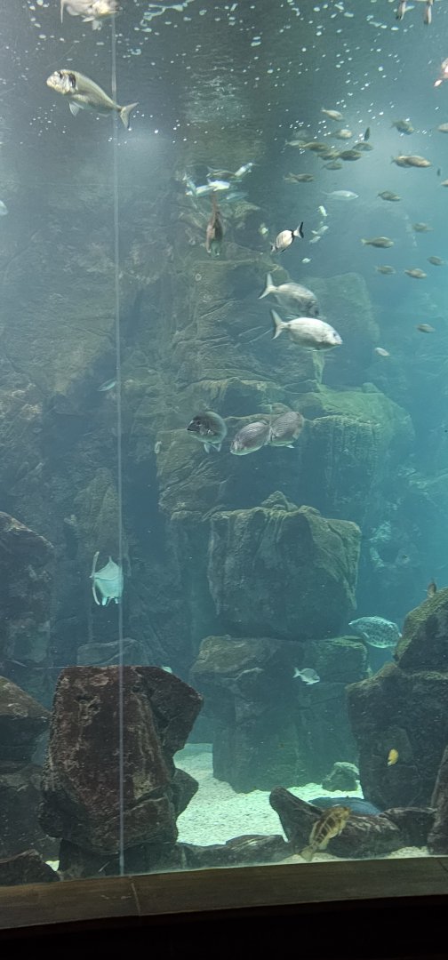 Maderia aquarium main tank