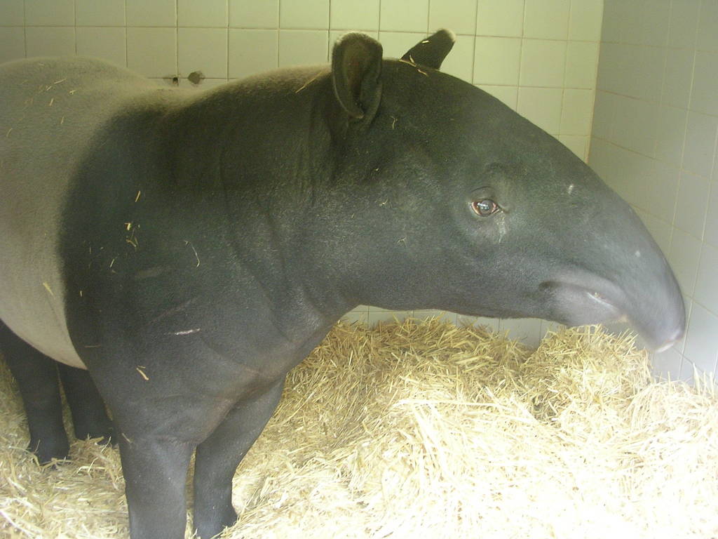 Madge, Malayan Tapir