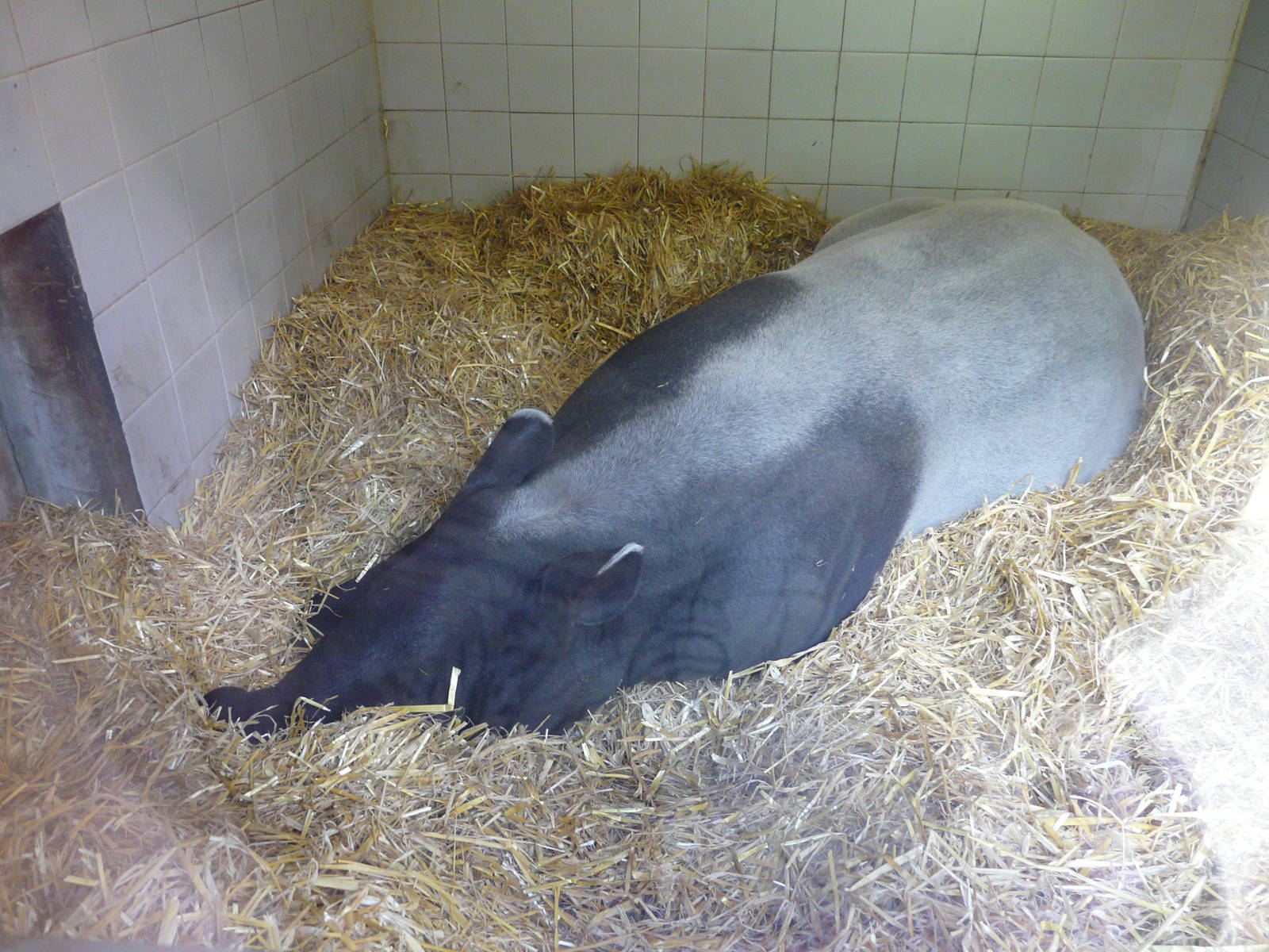 Madge the Malayan Tapir