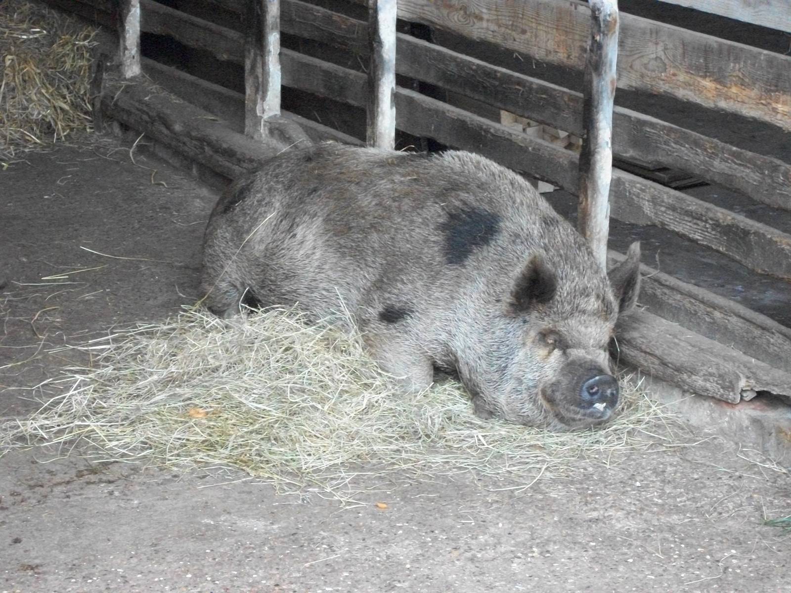 madgeandshane's final day at the zoo before heading for Knowsley, 28th June