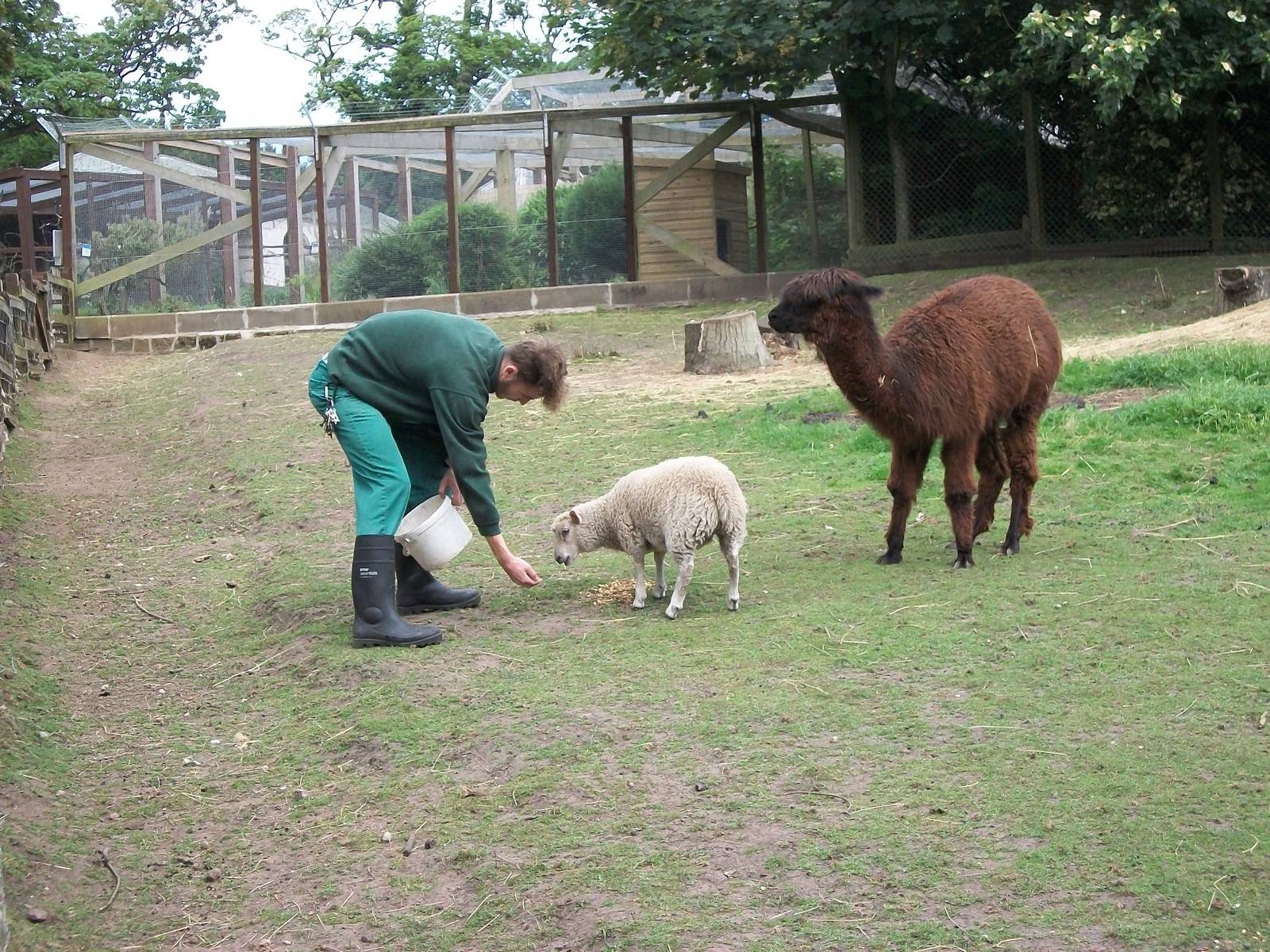 madgeandshane's final day at the zoo before heading to Knowsley, 28th June