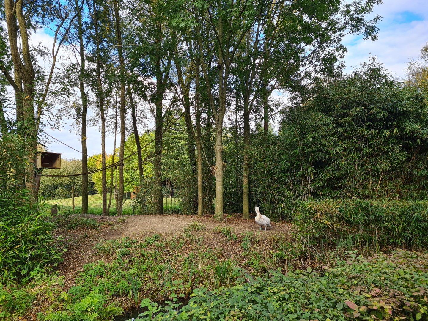 Madidi - Bolivian squirrel monkey and Dalmatian pelican enclosure