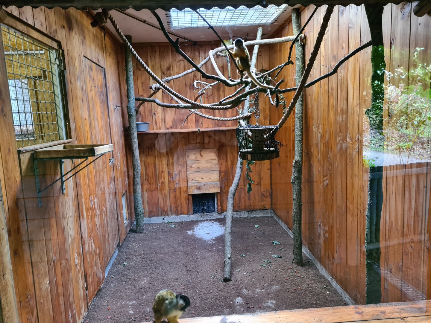 Madidi - Bolivian squirrel monkey indoor habitat