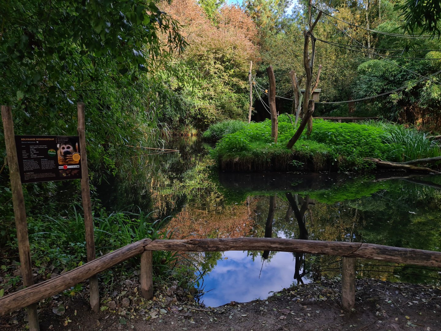 Madidi - Bolivian squirrel monkey island