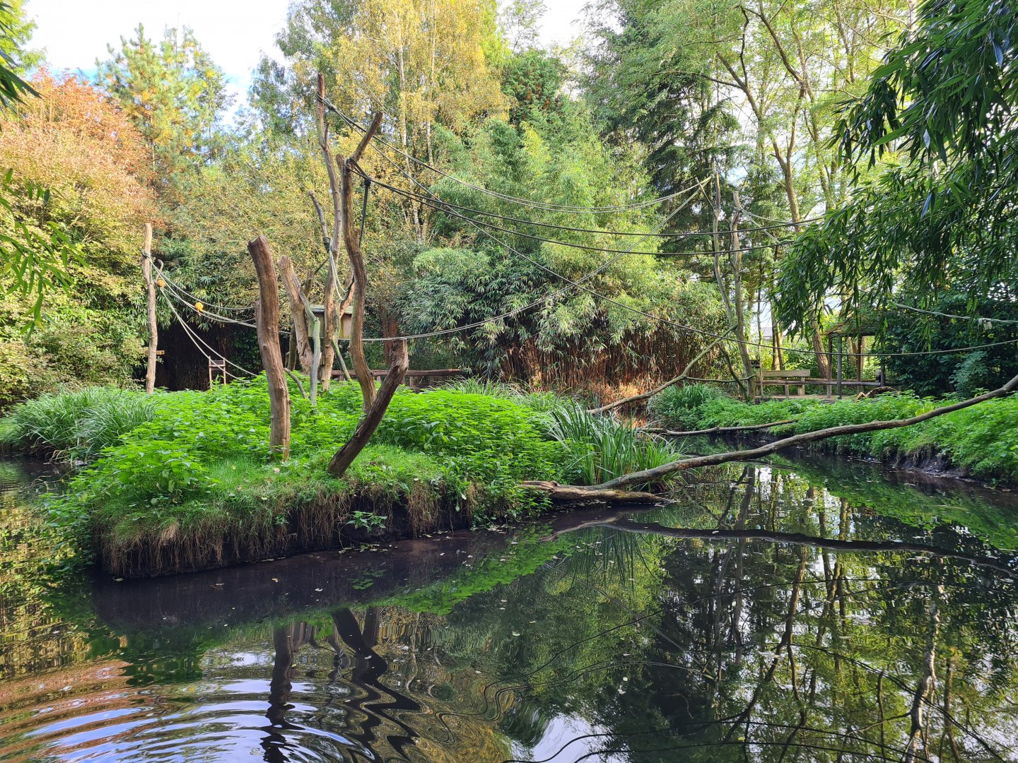 Madidi - Bolivian squirrel monkey island