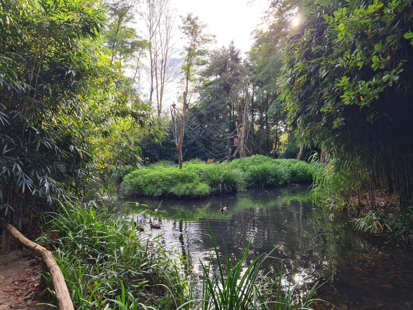 Madidi - Bolivian squirrel monkey island