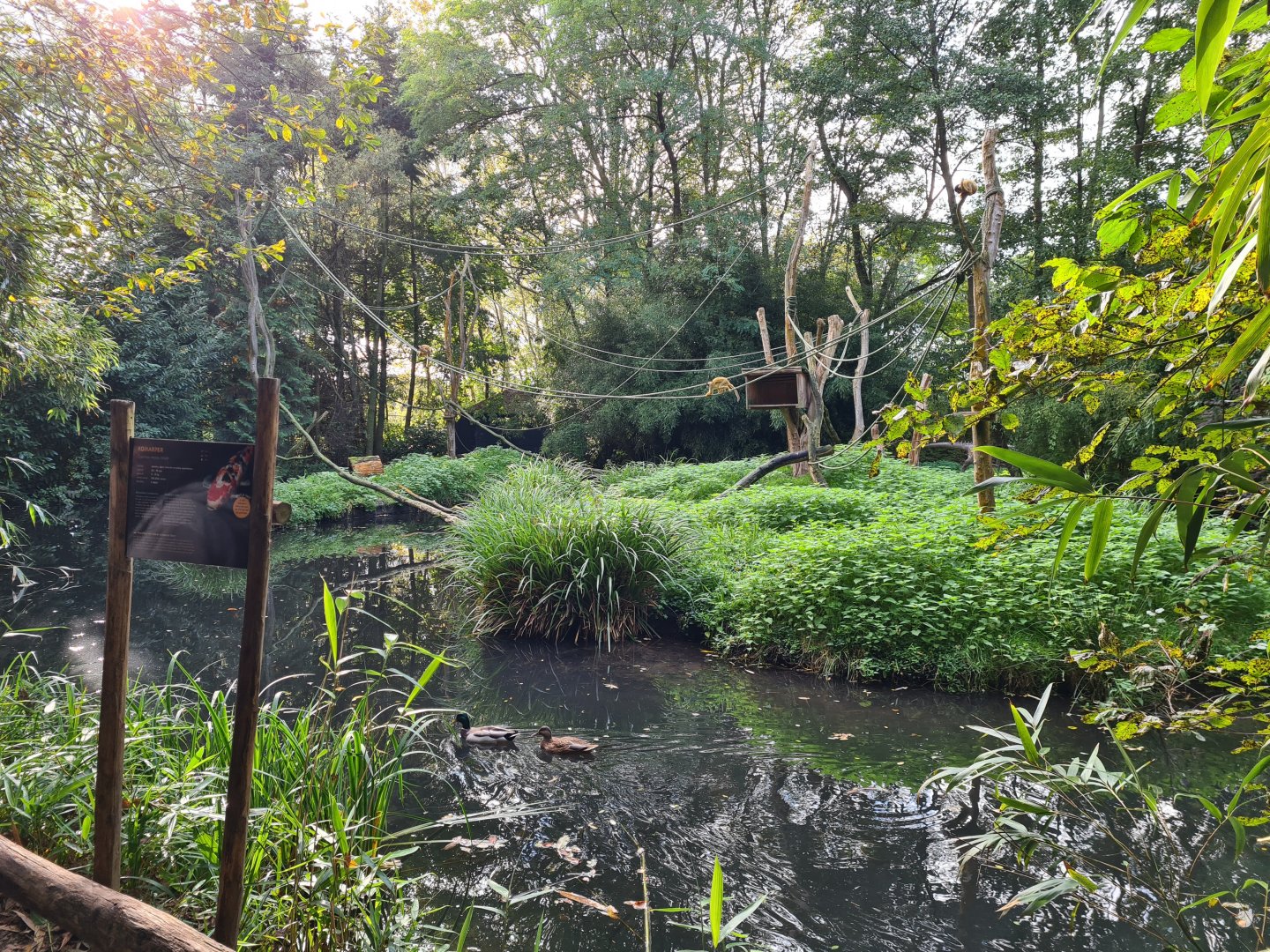 Madidi - Bolivian squirrel monkey island
