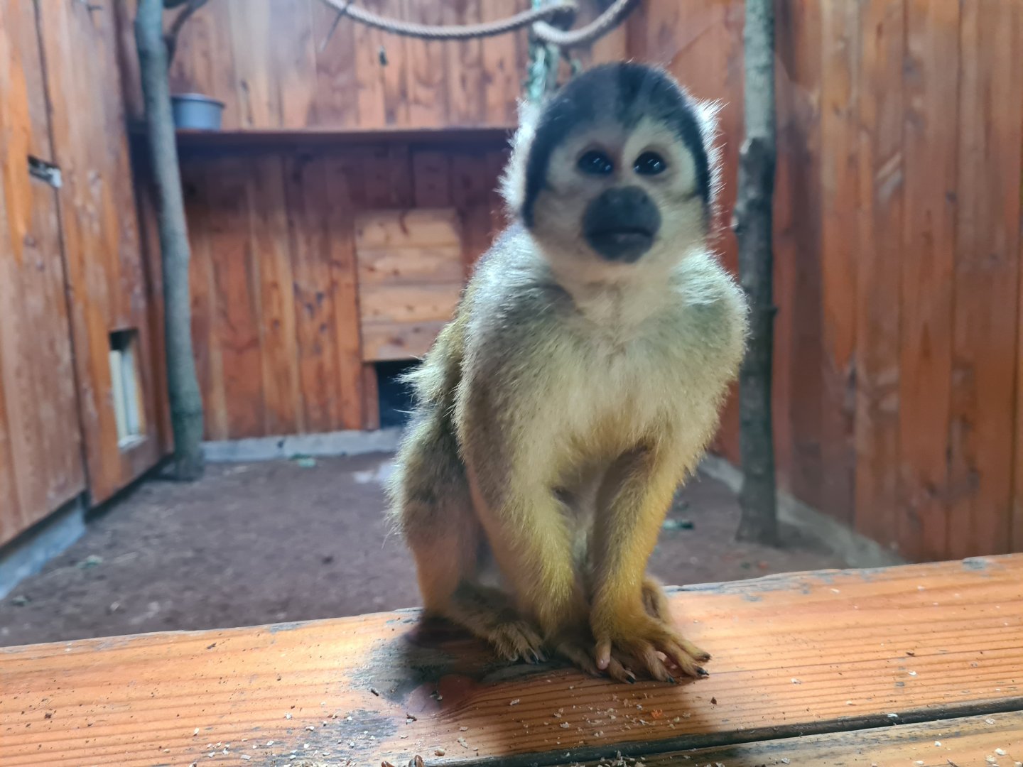 Madidi - Bolivian squirrel monkey