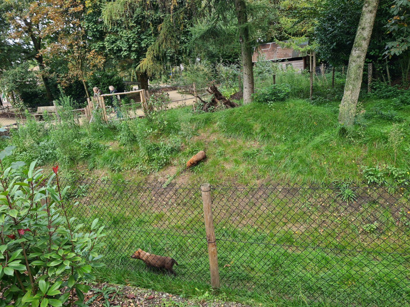 Madidi - Bush dog habitat