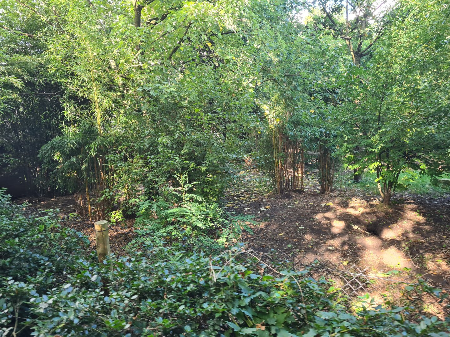 Madidi - Bush dog habitat