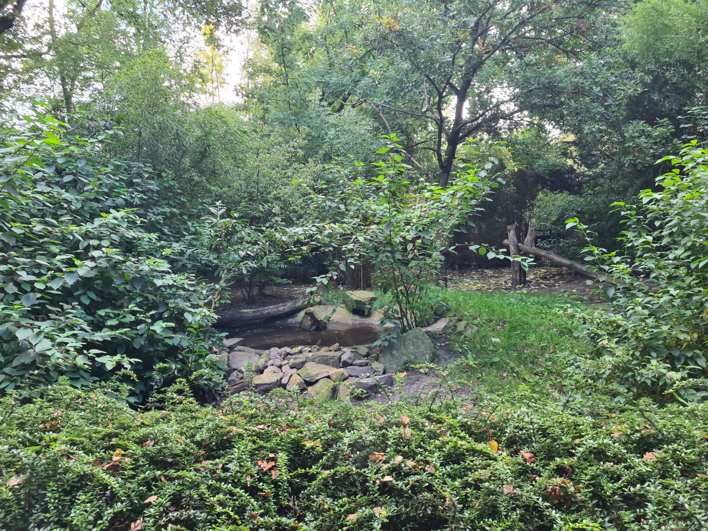 Madidi - Bush dog habitat