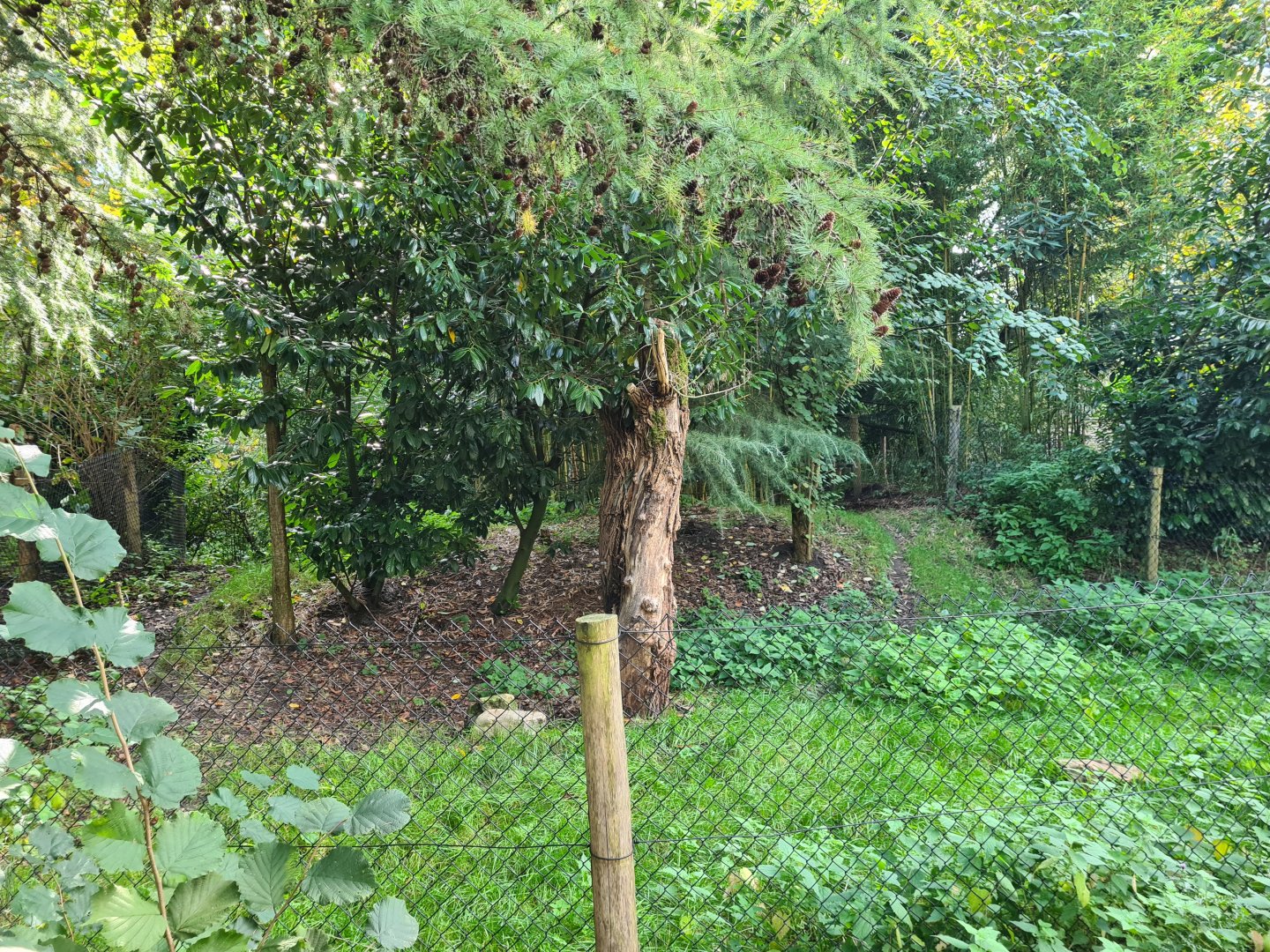 Madidi - Bush dog habitat