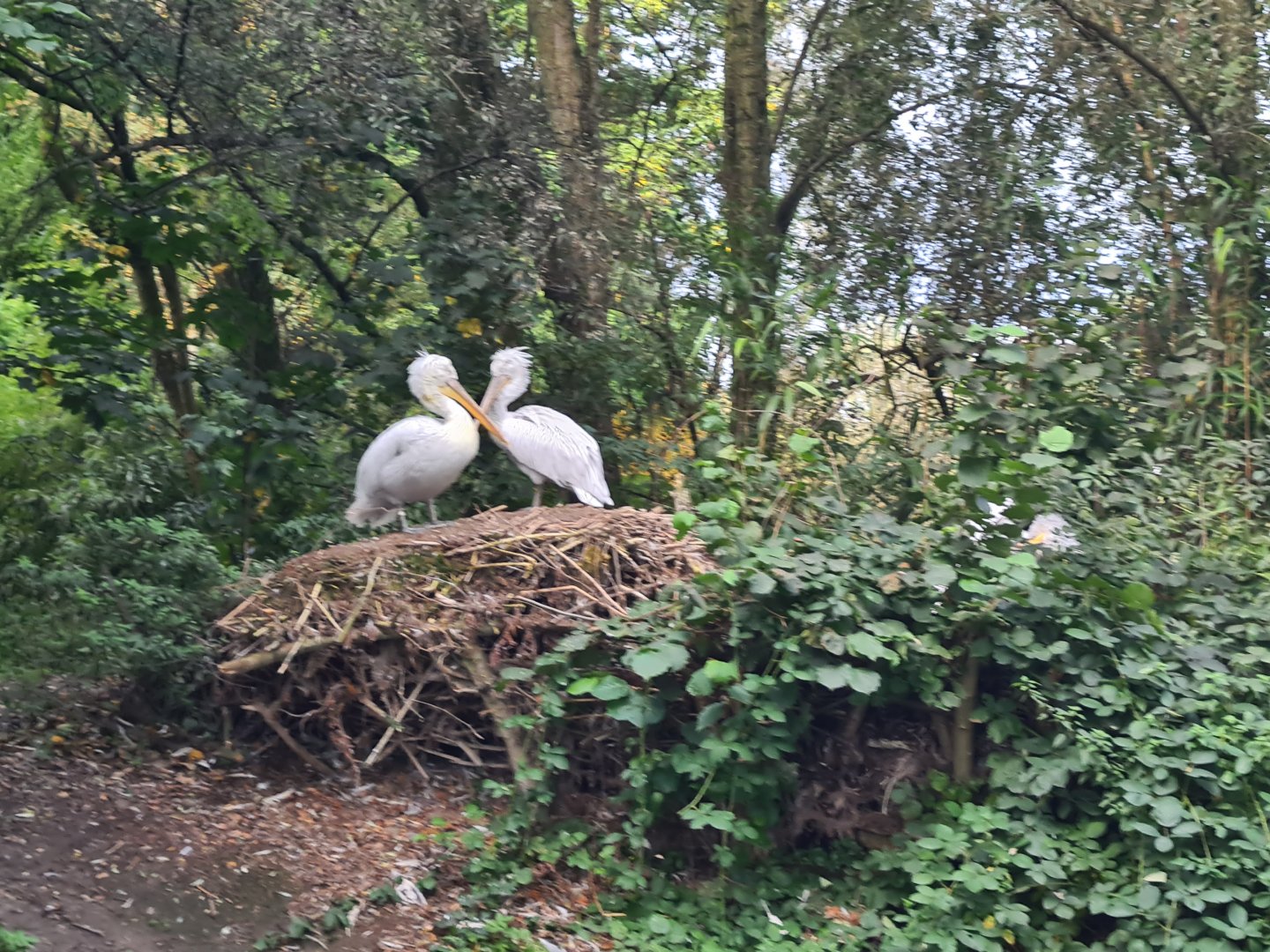 Madidi - Dalmatian pelicans