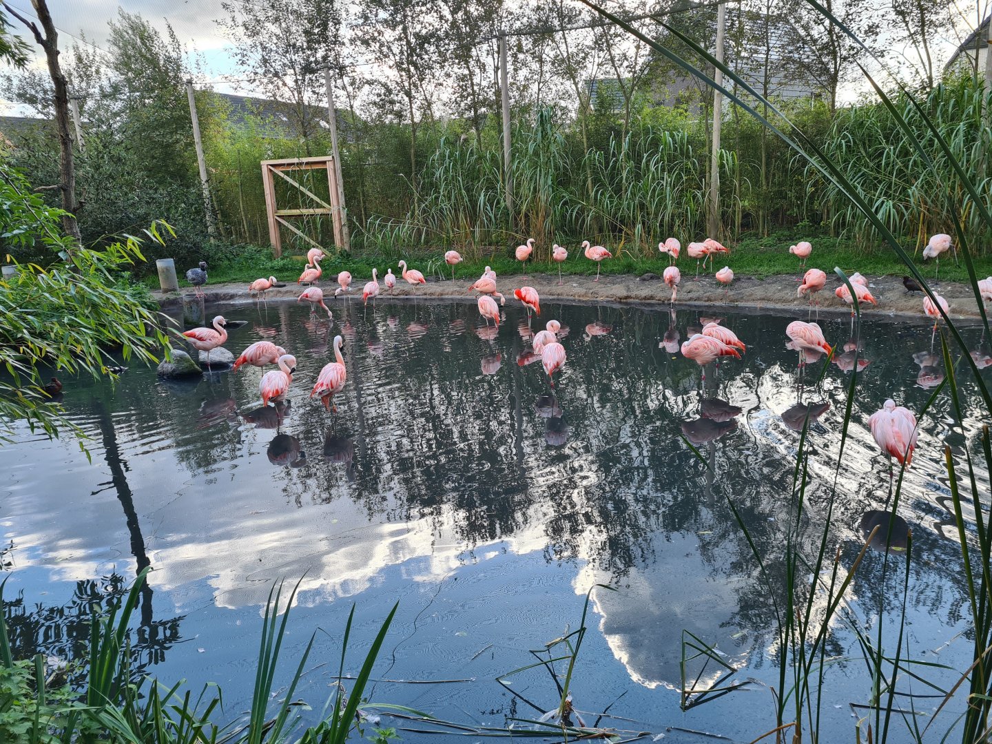 Madidi - Flamingo aviary
