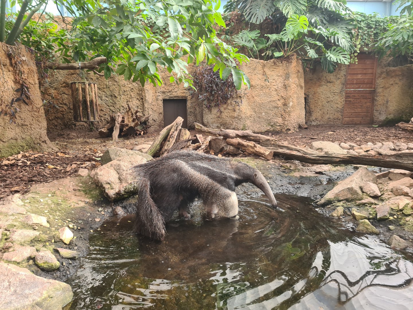Madidi - Giant anteater bath time