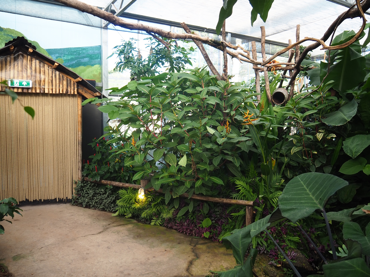 Madidi greenhouse -  Linnaeus' two-toed sloth, Golden lion tamarin and White-faced saki indoor walk-through exhibit, 2022-10-09