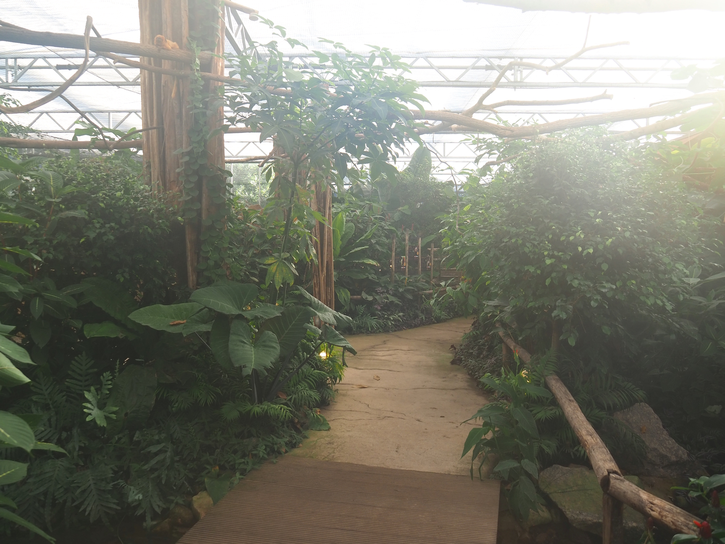 Madidi greenhouse -  Linnaeus' two-toed sloth, Golden lion tamarin and White-faced saki indoor walk-through exhibit, 2022-10-09