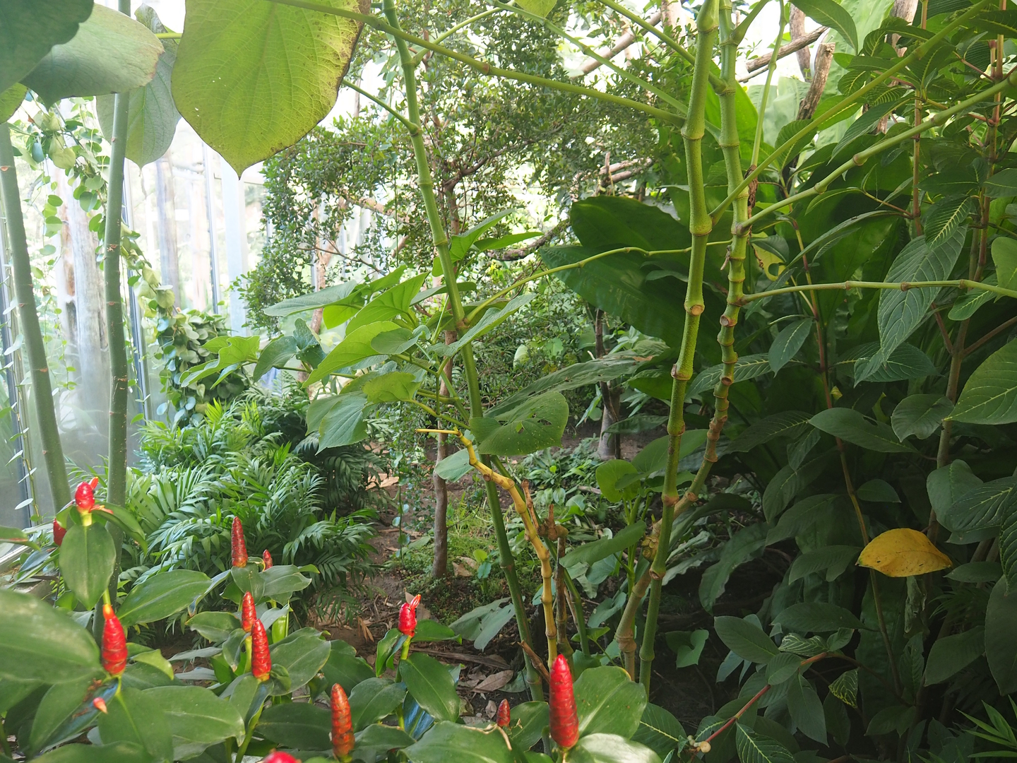 Madidi greenhouse -  Linnaeus' two-toed sloth, Golden lion tamarin and White-faced saki indoor walk-through exhibit, 2022-10-09