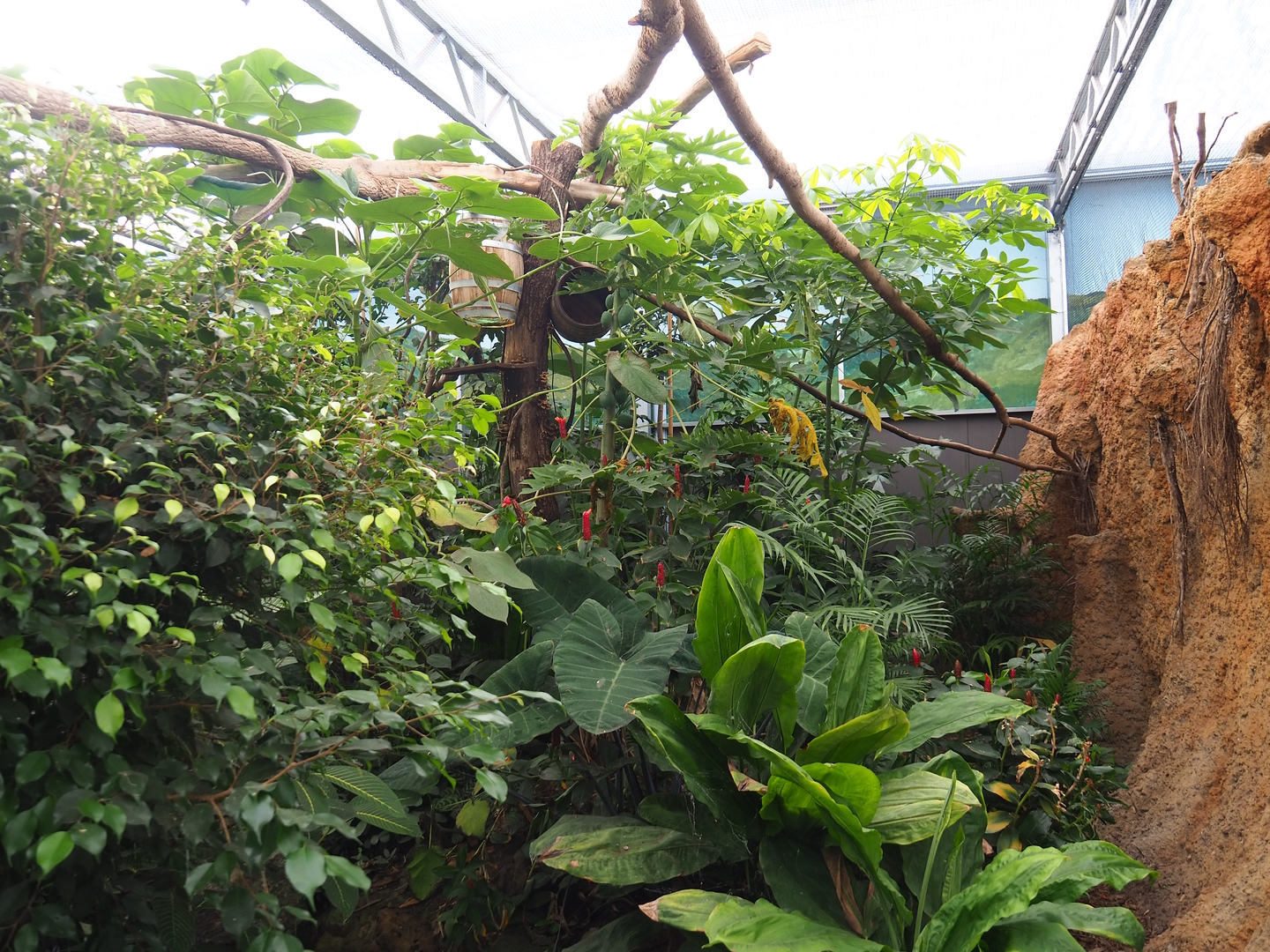Madidi greenhouse -  Linnaeus' two-toed sloth, Golden lion tamarin and White-faced saki indoor walk-through exhibit, 2022-10-09