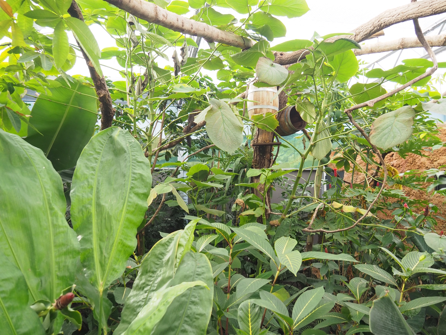 Madidi greenhouse -  Linnaeus' two-toed sloth, Golden lion tamarin and White-faced saki indoor walk-through exhibit, 2022-10-09
