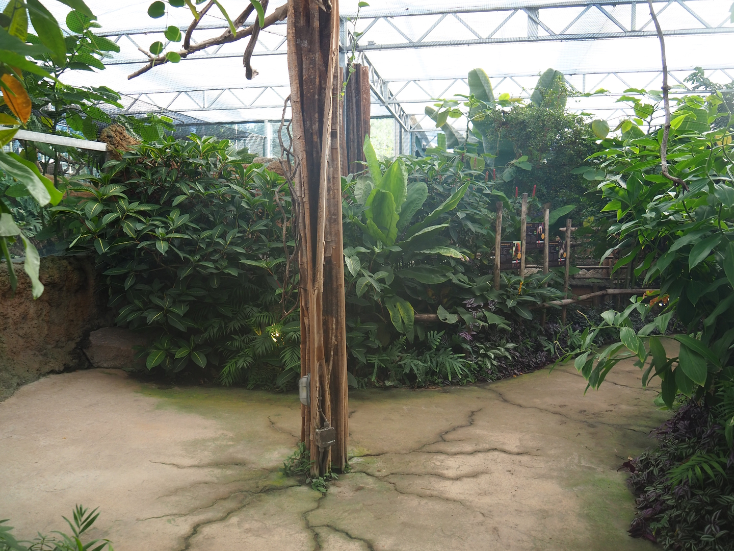 Madidi greenhouse -  Linnaeus' two-toed sloth, Golden lion tamarin and White-faced saki indoor walk-through exhibit, 2022-10-09