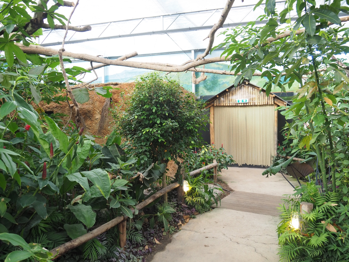 Madidi greenhouse -  Linnaeus' two-toed sloth, Golden lion tamarin and White-faced saki indoor walk-through exhibit, 2022-10-09