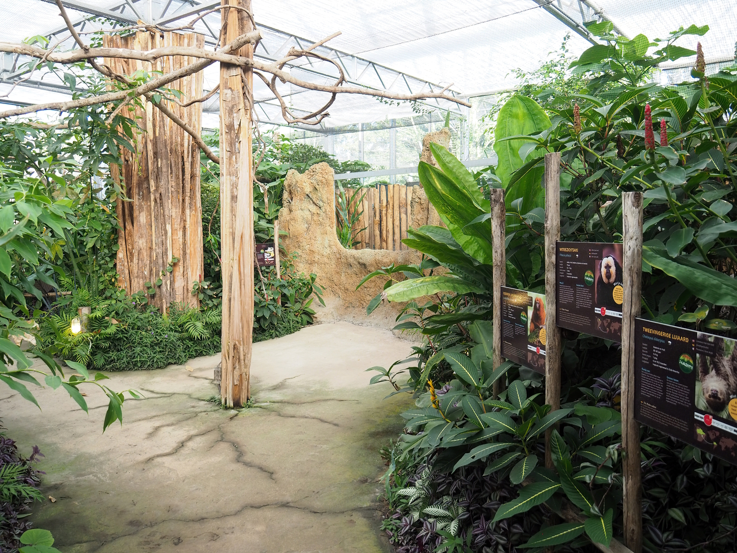 Madidi greenhouse - Linnaeus' two-toed sloth, Golden lion tamarin and White-faced saki indoor walk-through exhibit, 2022-10-09