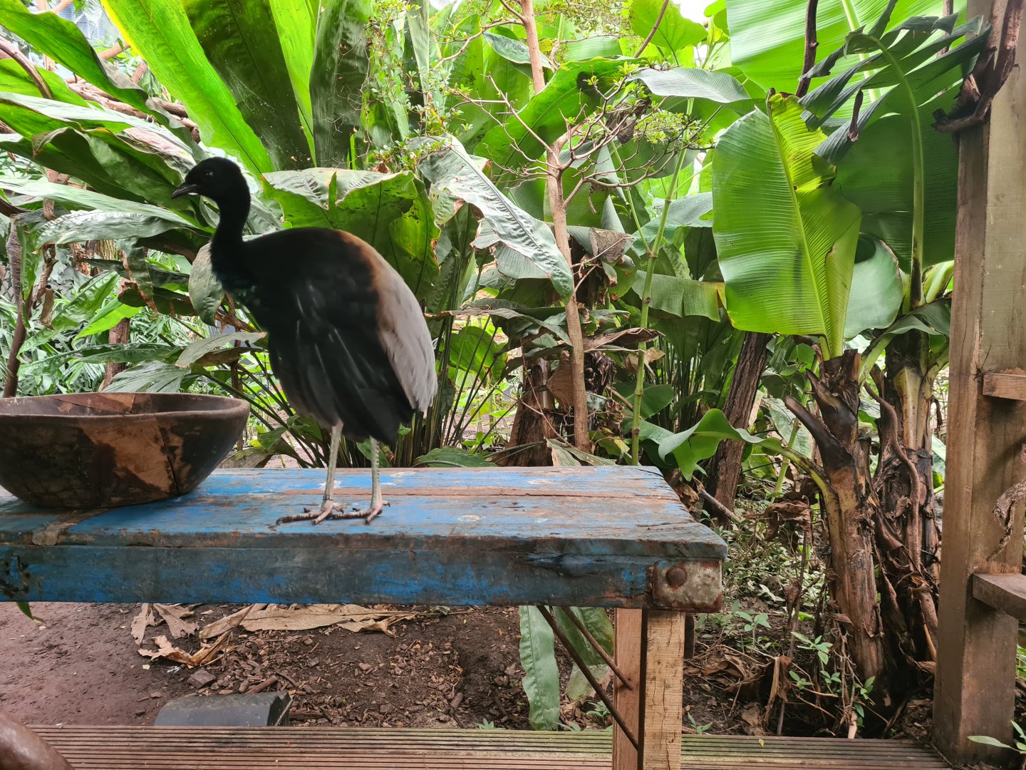 Madidi - Grey-winged trumpeter