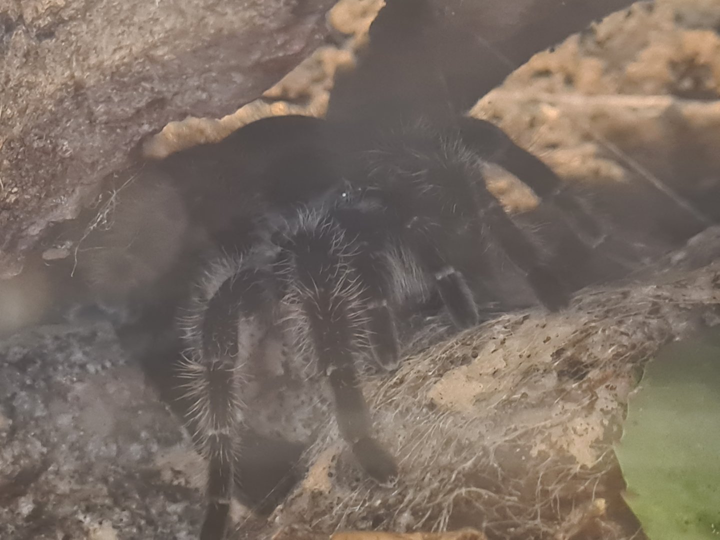 Madidi - Honduran curlyhair tarantula