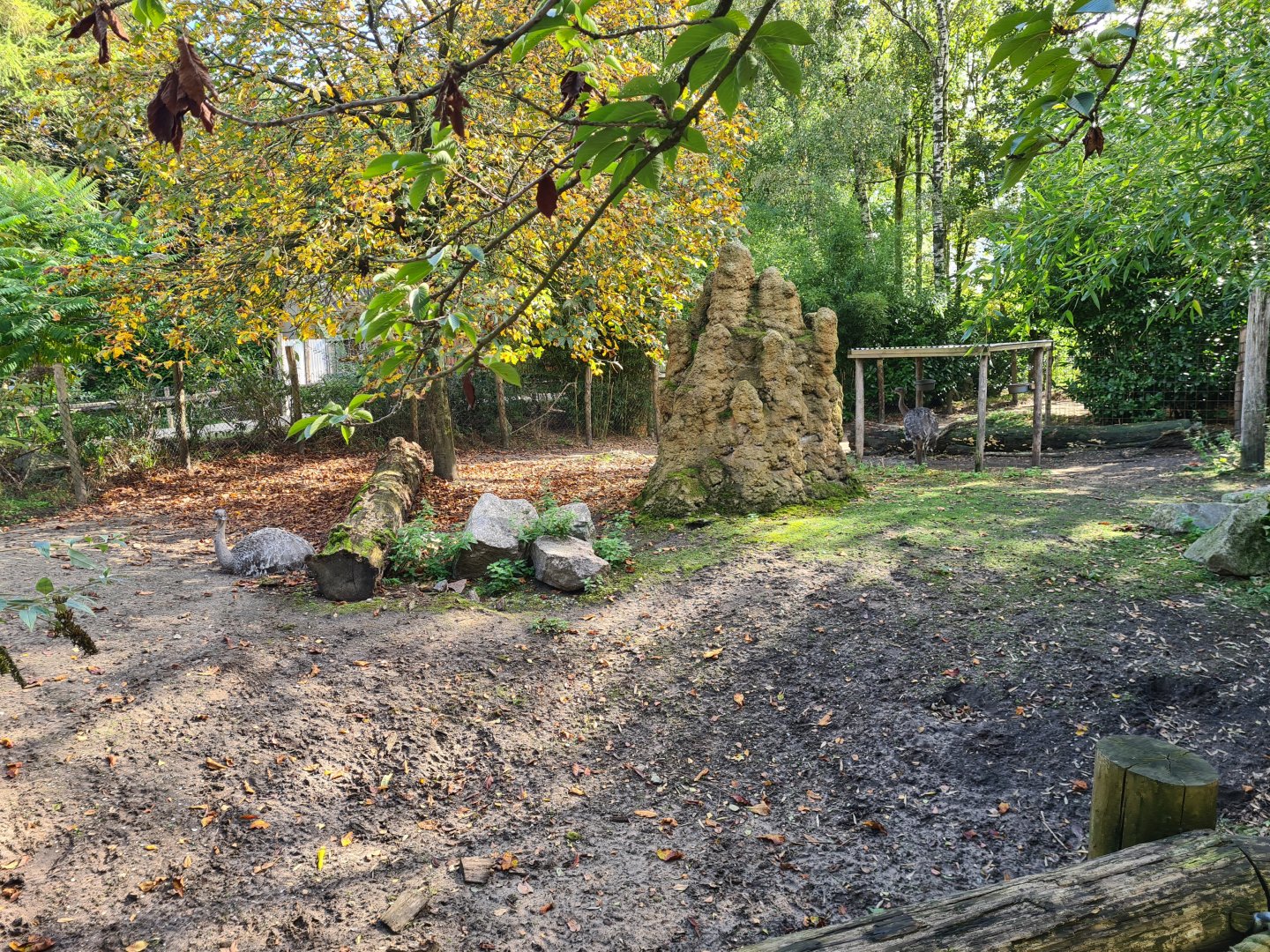 Madidi - Lesser rhea and Giant anteater habitat