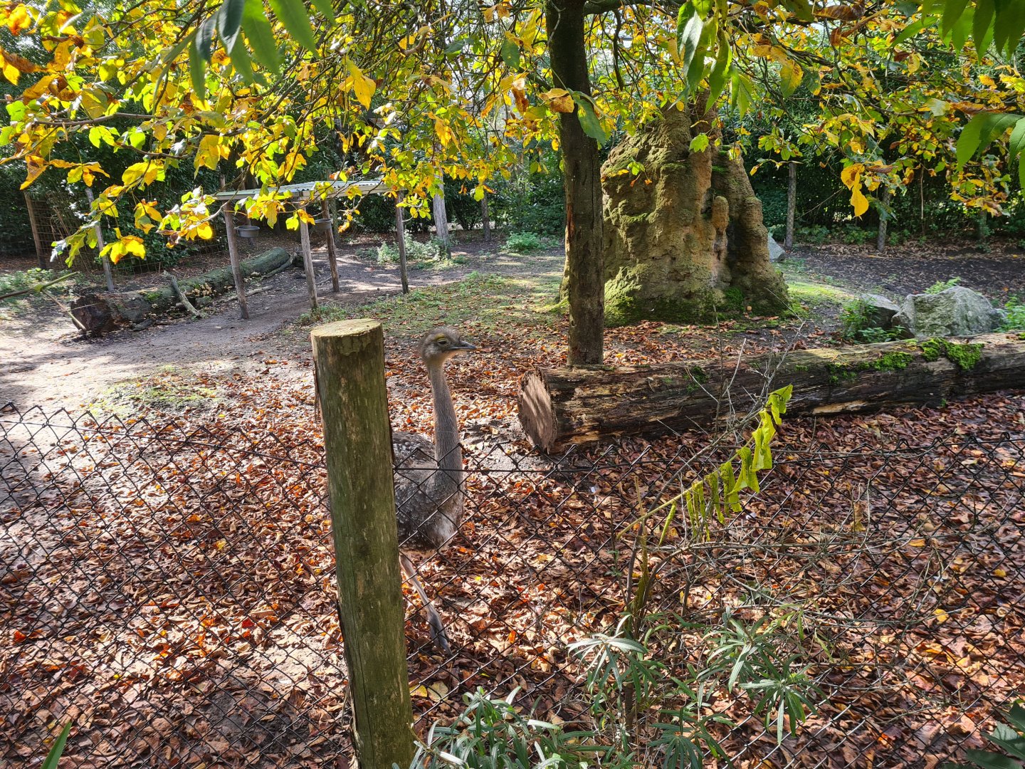 Madidi - Lesser rhea