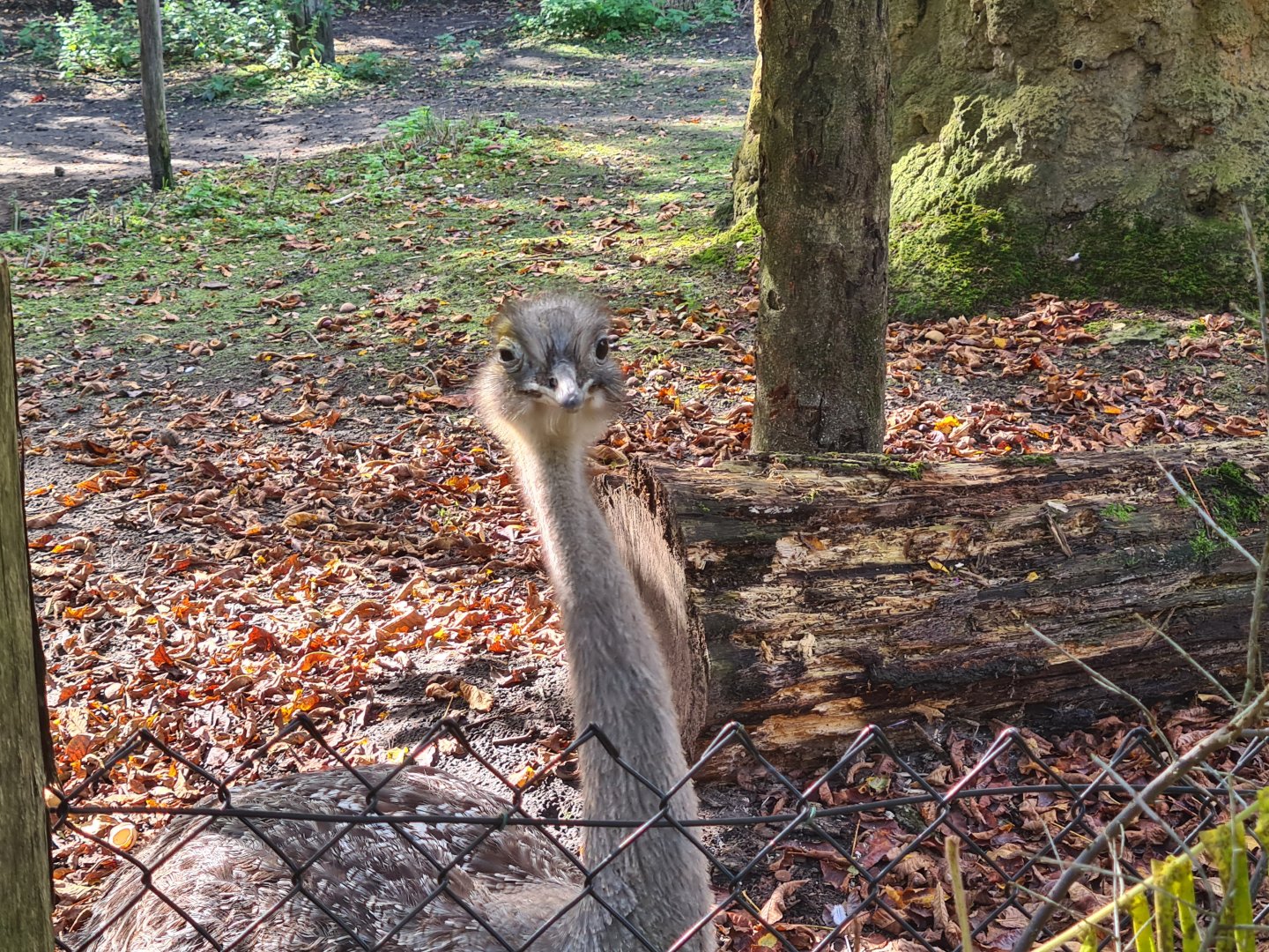 Madidi - Lesser rhea