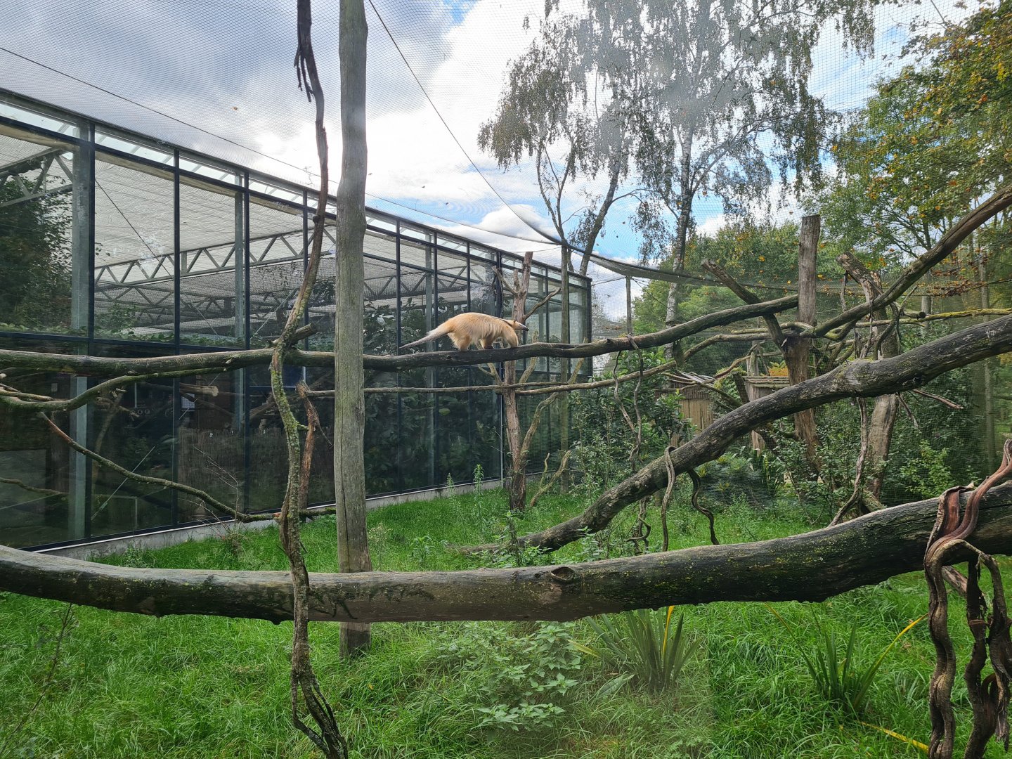 Madidi - Paraguayan tamandua