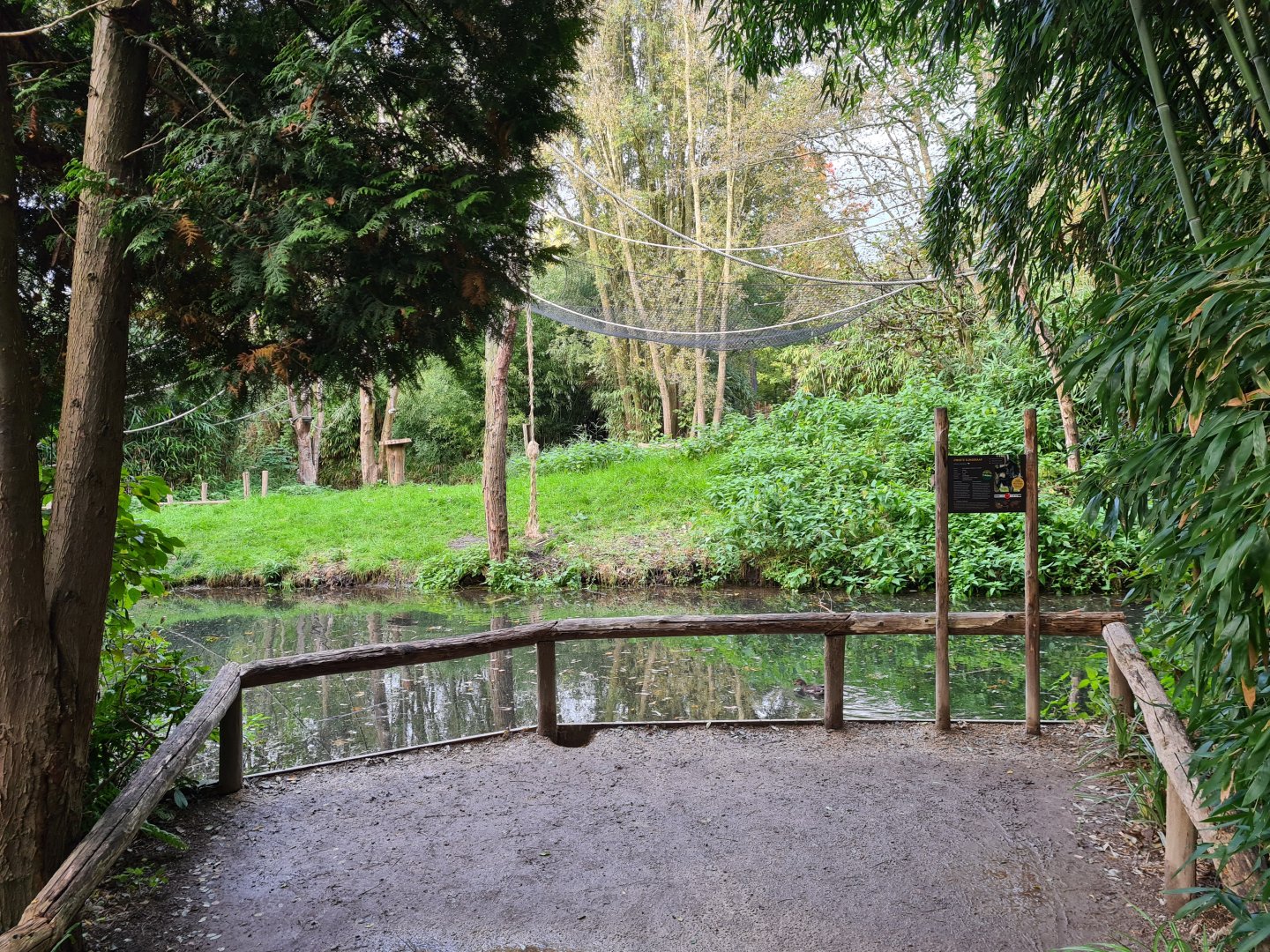 Madidi - Red-faced spider monkey island