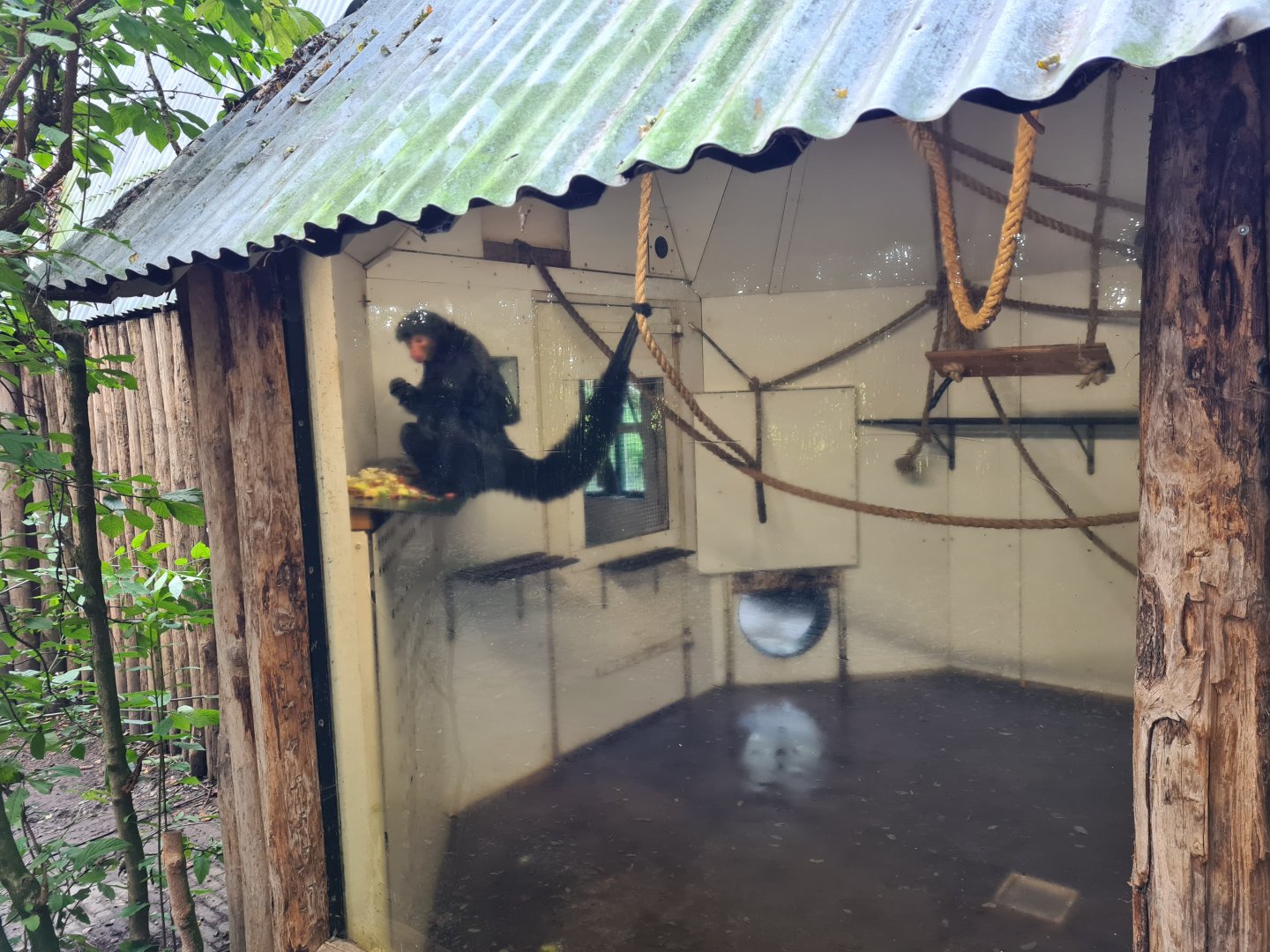 Madidi - Red-faced spider monkey
