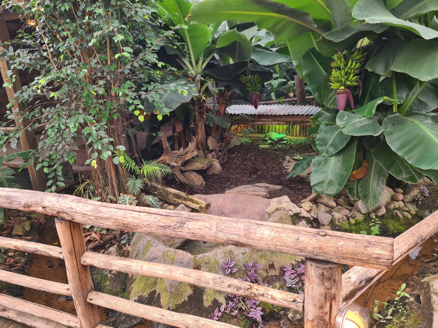 Madidi - Red-footed tortoise