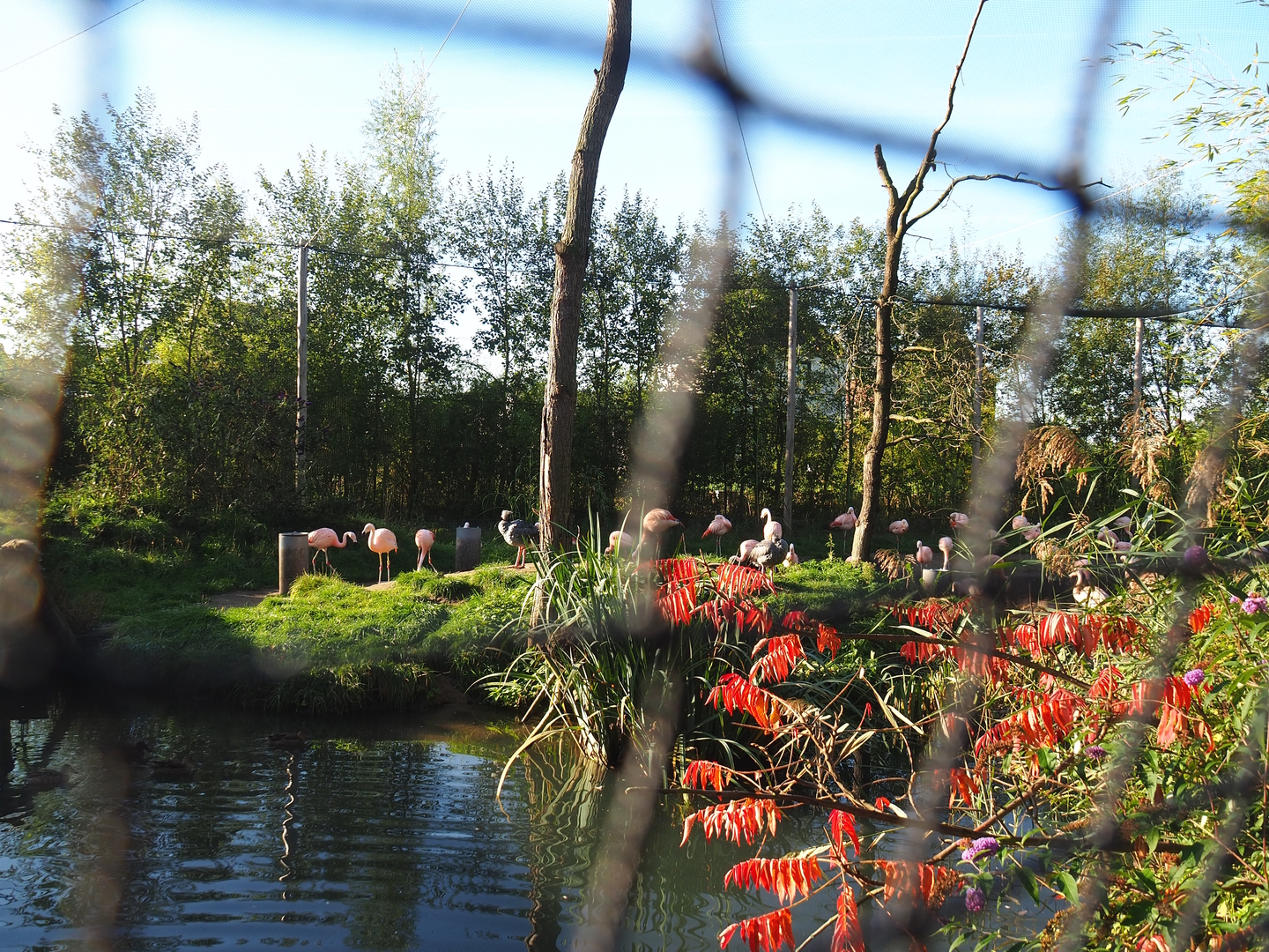 Madidi - South American aviary, 2022-10-09
