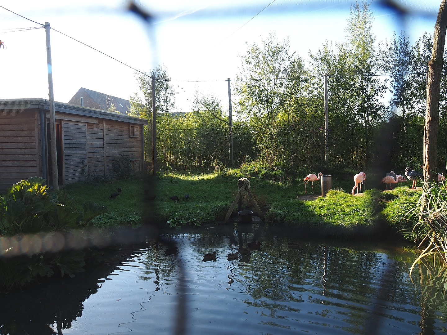 Madidi - South American aviary, 2022-10-09
