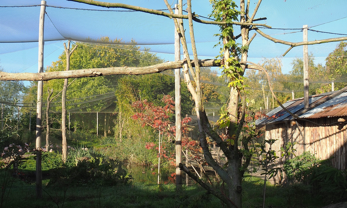 Madidi - South American aviary, seen from the sloth and monkey walk-through, 2022-10-09