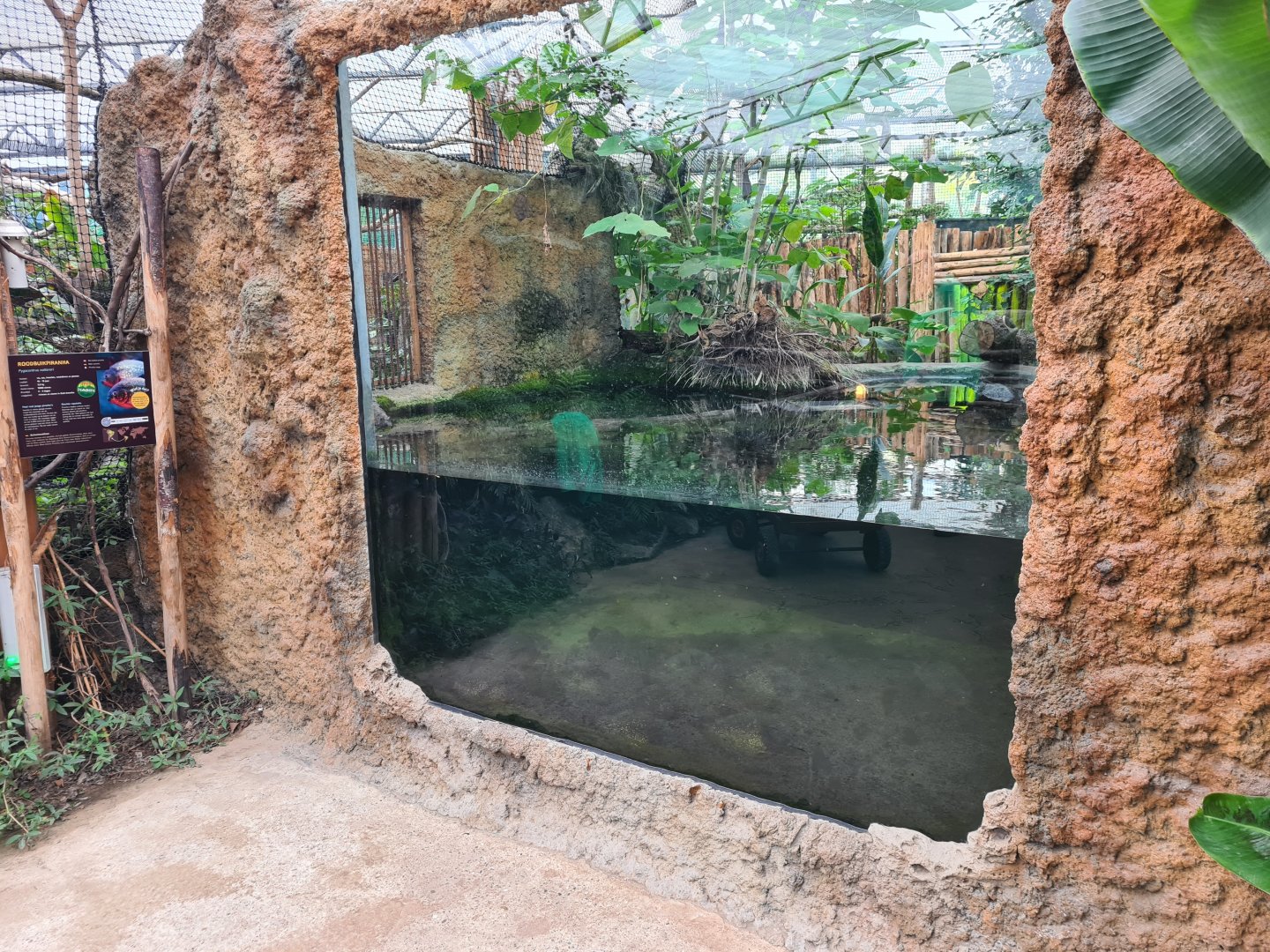 Madidi - Spectacled caiman and Red-bellied piranha underwater viewing