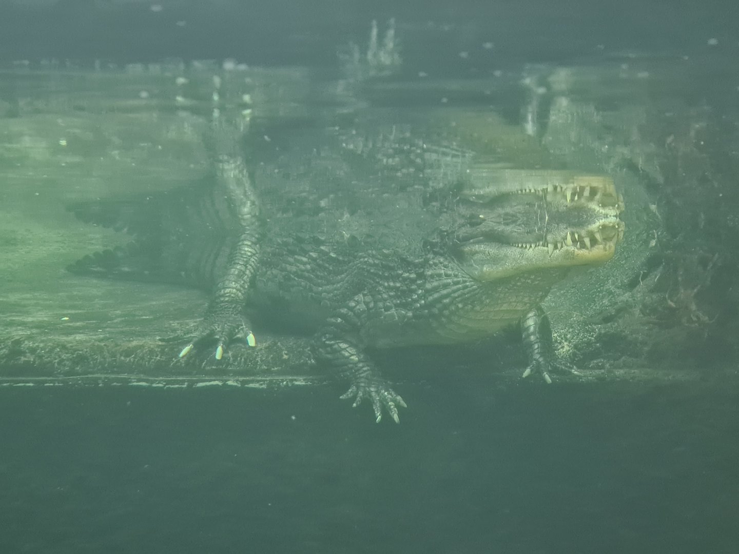 Madidi - Spectacled caiman