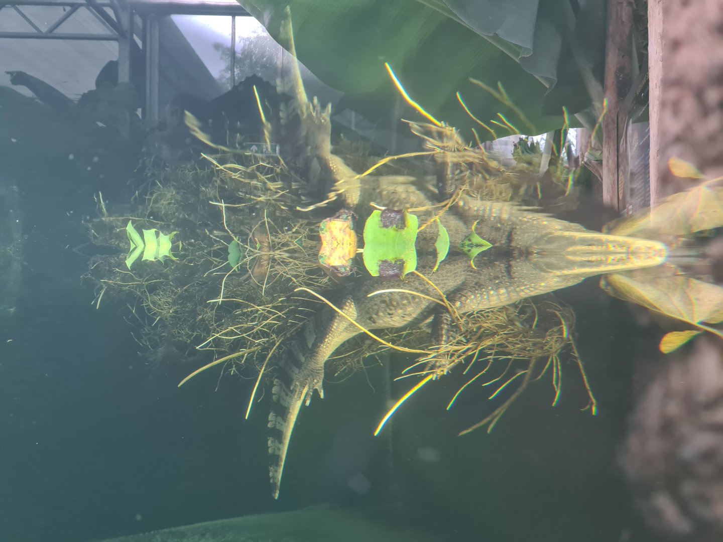 Madidi - Spectacled caiman