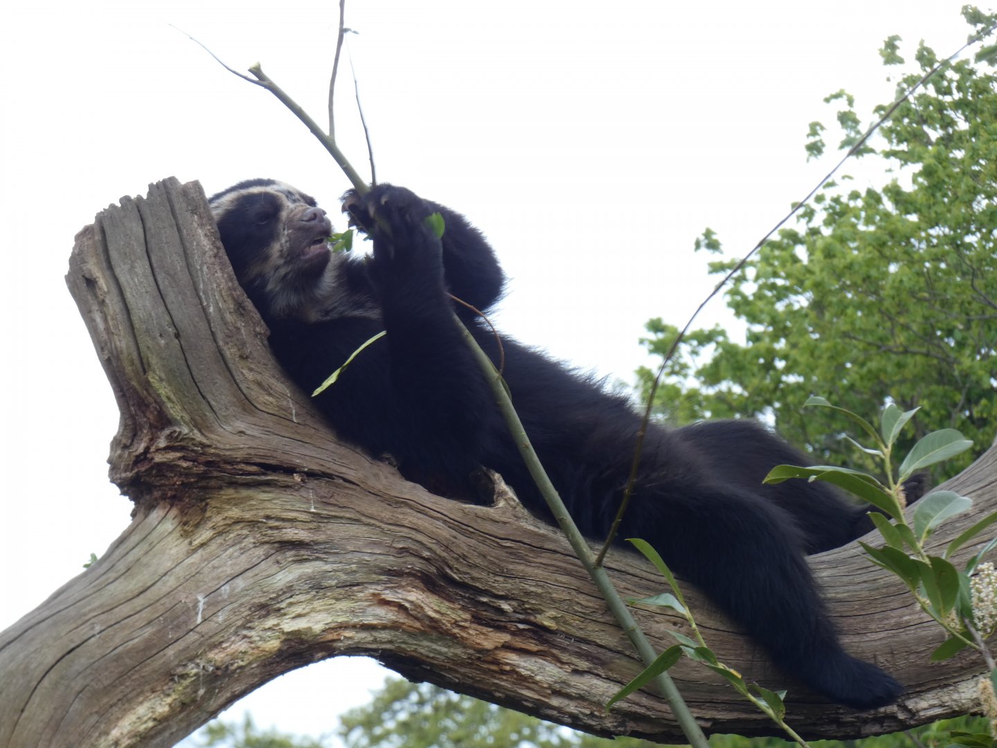 Madidi the Spectacled Bear