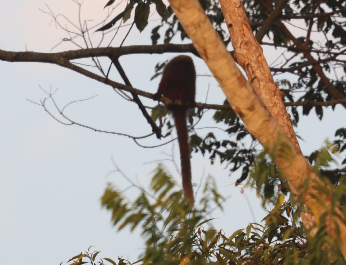 Madidi titi monkey or  GoldenPalace.com monkey (Plecturocebus aureipalatii)