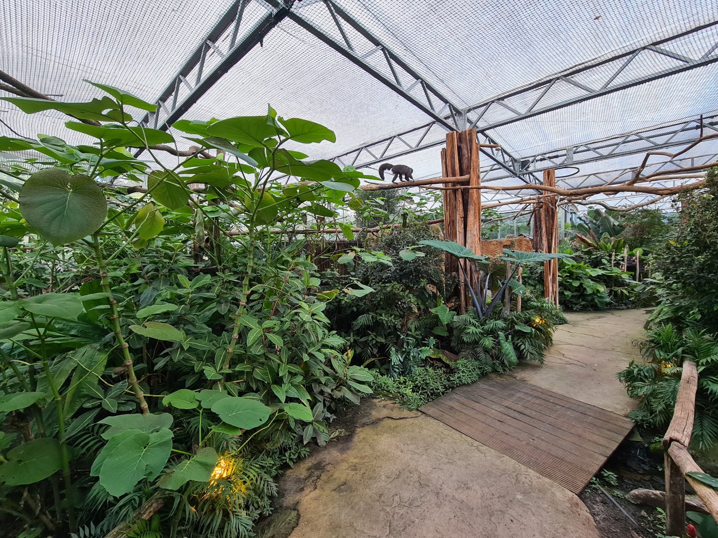 Madidi - Walkthrough section of greenhouse