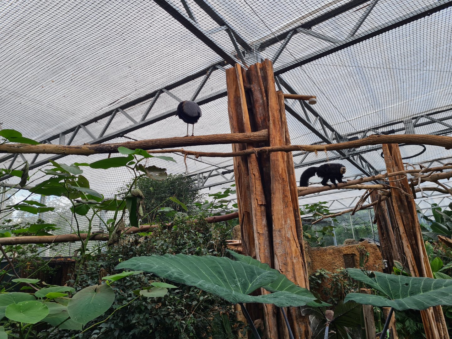 Madidi - Walkthrough section of greenhouse